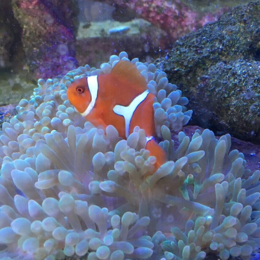 Clownfish-with-anemone.JPG_1676493407